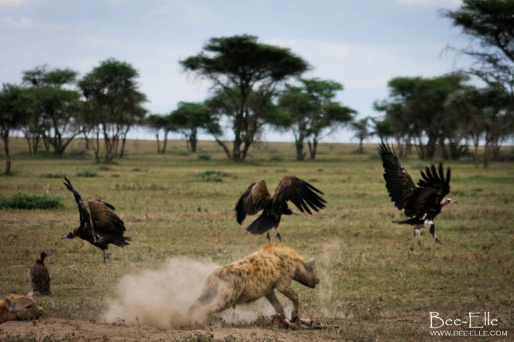 Africa's vultures are disappearing. A series of disasters could