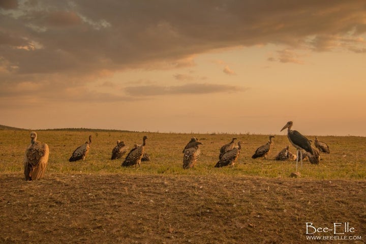 6 out of 11 species of African vulture are classified as critically endangered.