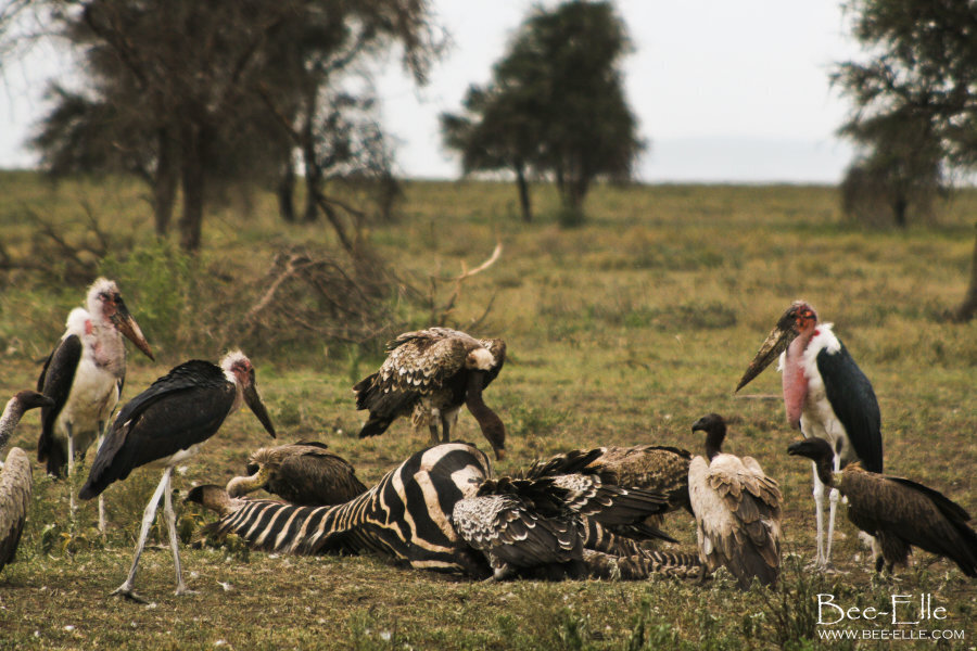 Why The World Needs Vultures | HuffPost Sustainability