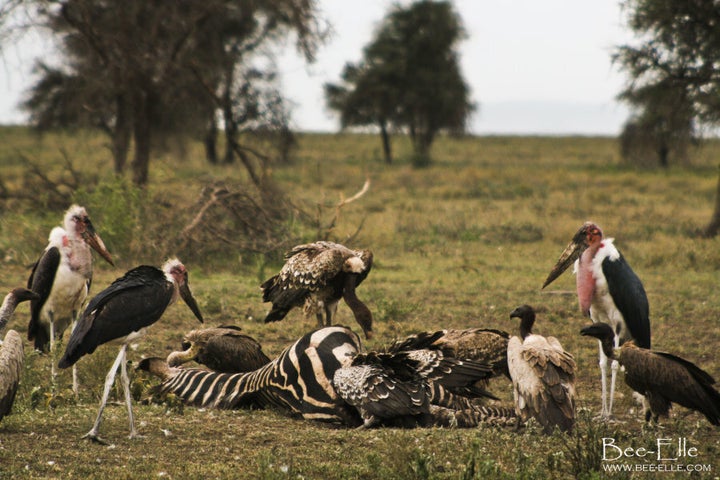 Poisoning is the main cause of deaths of vultures in Africa, which has sent this bird group into an alarming and critical decline.