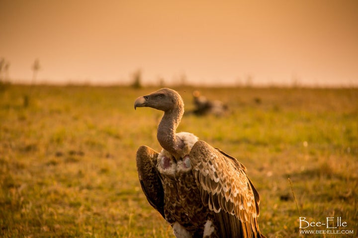 The vulture is one of the most threatened bird groups in the world.