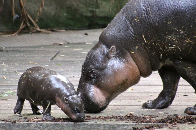 A pair of hungry hippos.