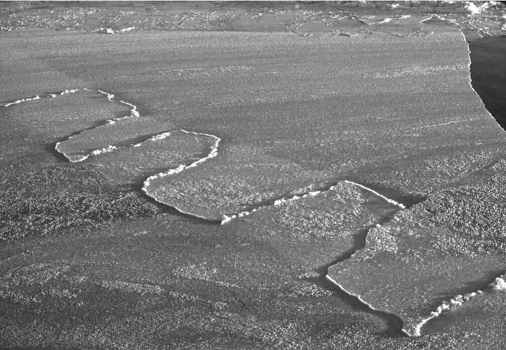 Finger rafting captured off the Antarctic coast.