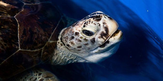 The sea turtle underwent a four-hour operation to remove the coins from her stomach after they had been tossed into her pool by tourists.