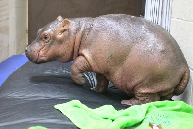 Meet Fiona The Baby Hippo Whose Full Time Job Is To Be Adorable Huffpost Australia