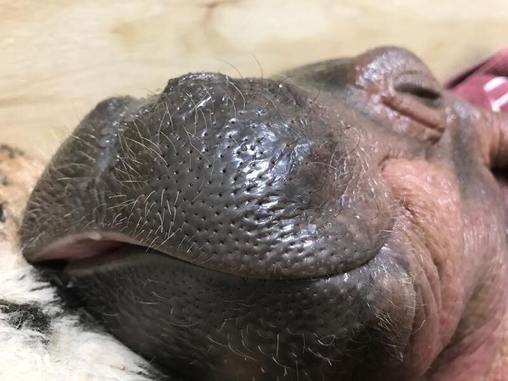 Who's the cutest hippo? You are Fiona.