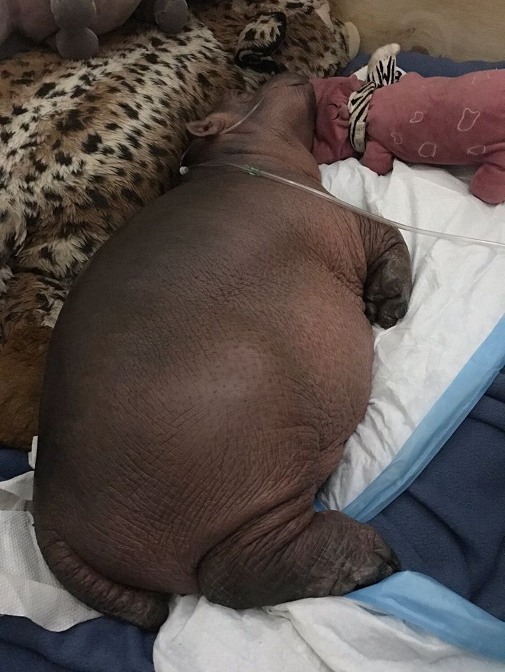 It might not be her most flattering angle, but the bigger she gets, the closer she is to becoming a fully fledged hippo.
