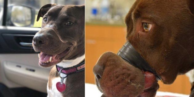 The then 15-month-old Staffordshire mix named Caitlyn underwent reconstructive surgery after her rescue.