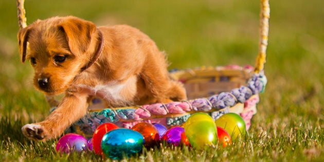 Easter Egg Hunt For Dogs