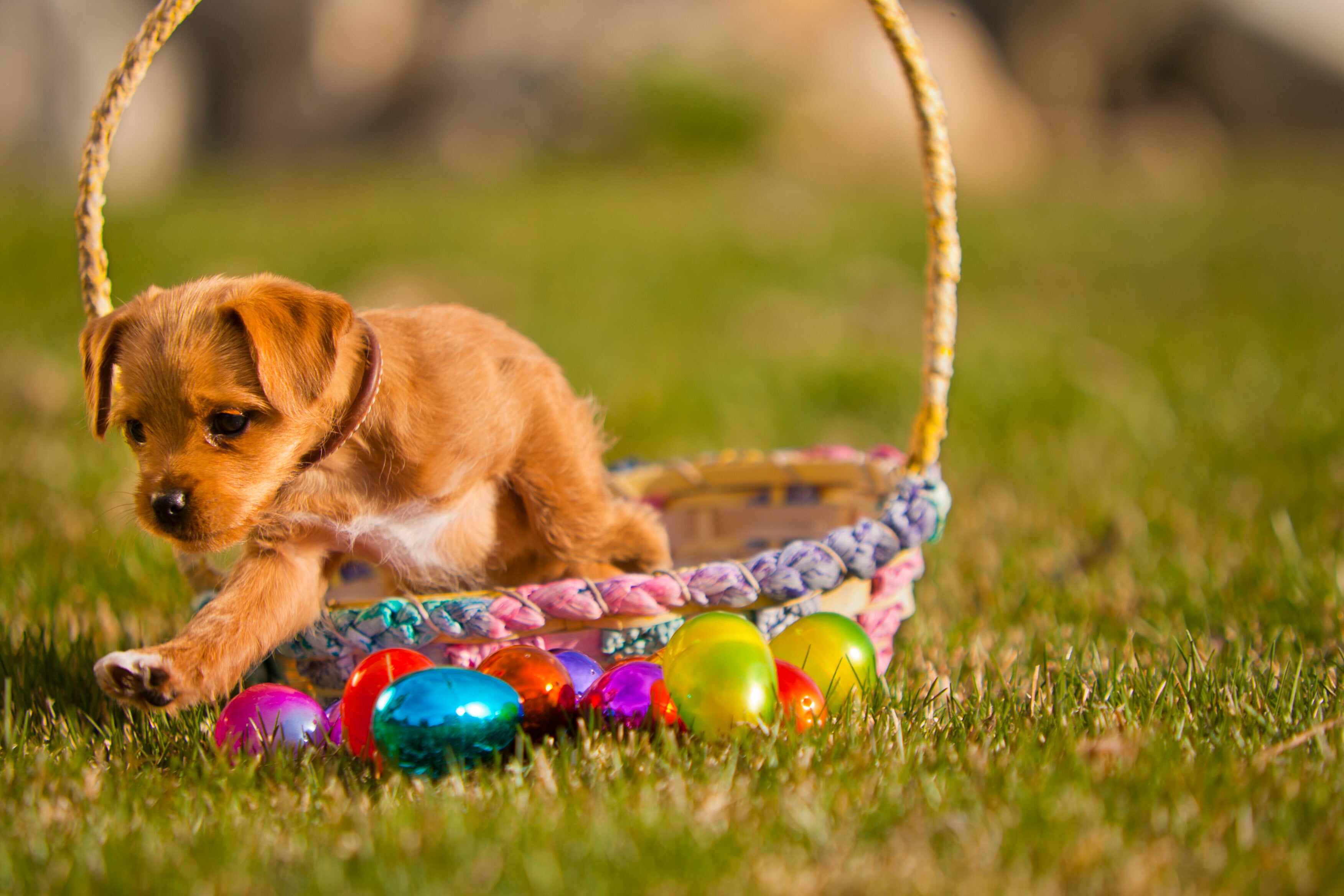 easter egg for dogs