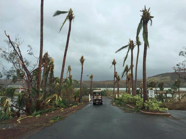 Palm trees stripped of their branches on Hamilton Island.