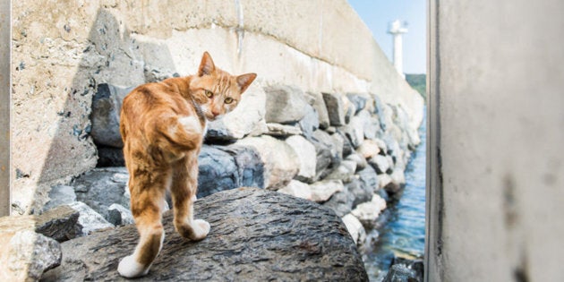 An orange cat on Ainoshima, one of several