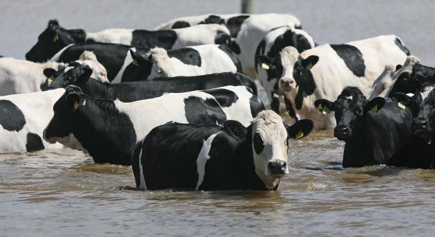 The RSPCA warned farmers to move their livestock to higher ground.
