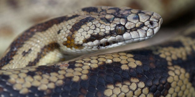 Snakes have been spotted in all spots after coming from Queensland floodwaters.