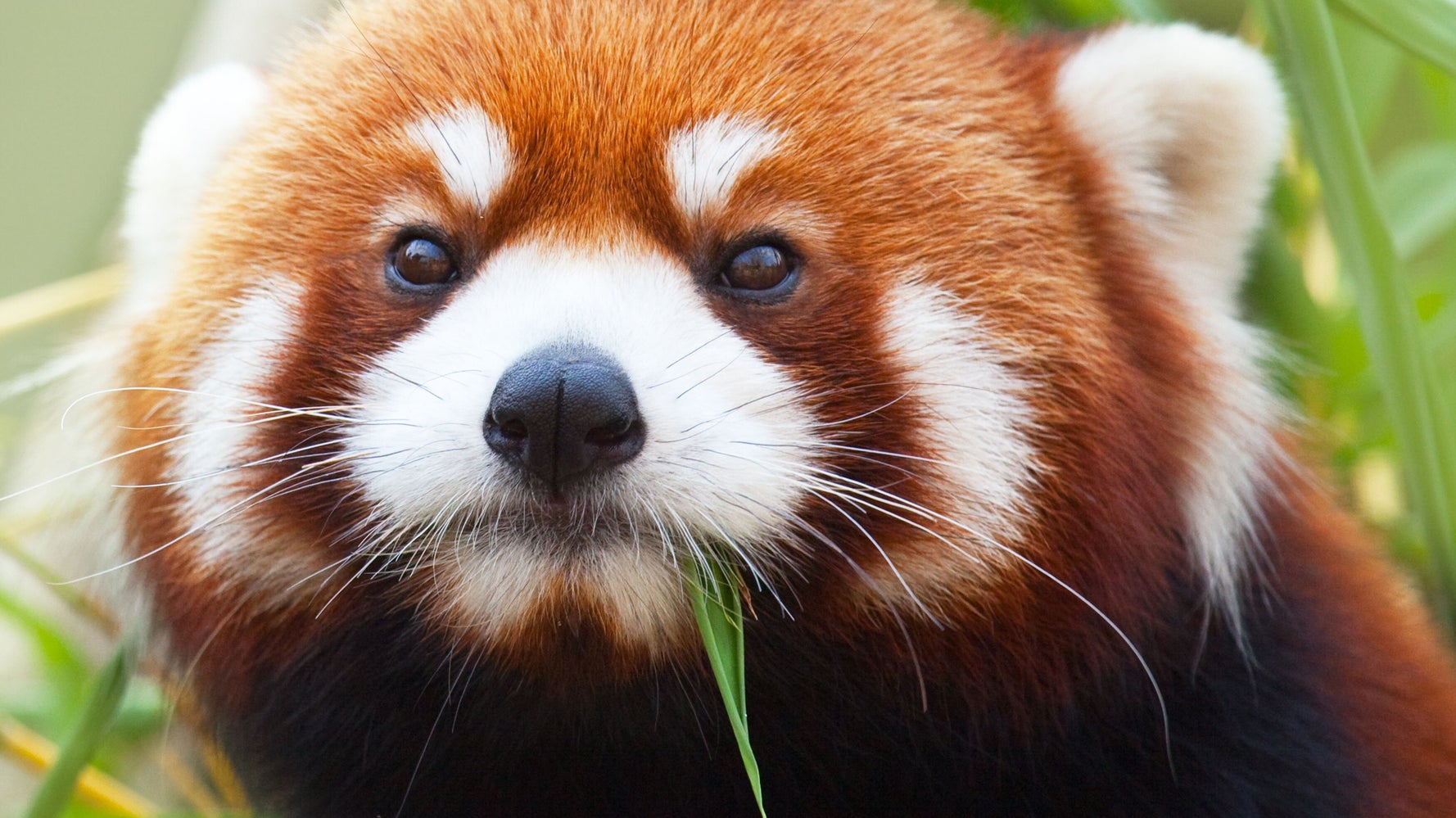 What S Cuter Than A Baby Red Panda Three Baby Red Pandas Huffpost Null