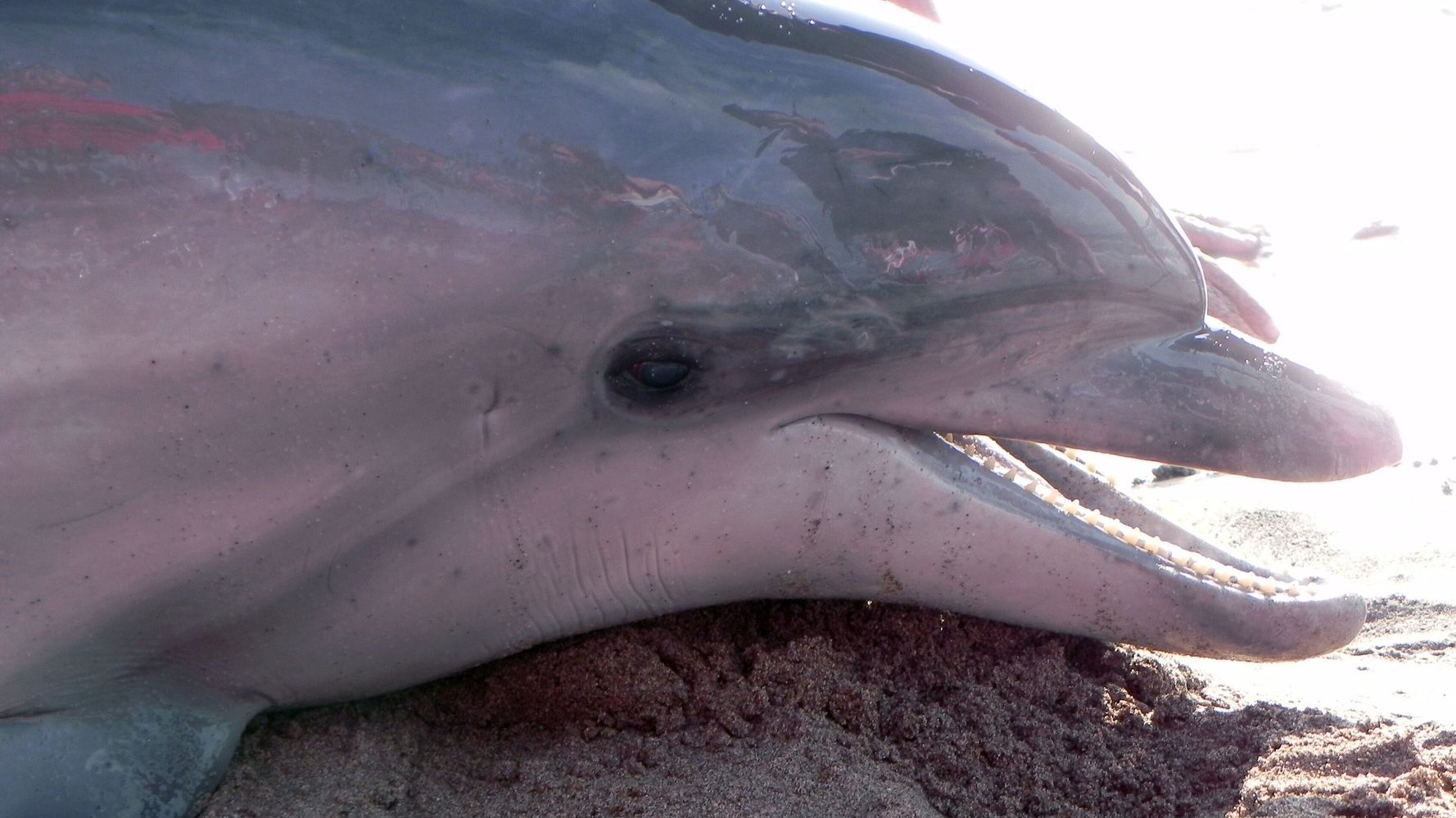 Hopes Dashed For Dolphin Stranded In WA Estuary | HuffPost Australia News