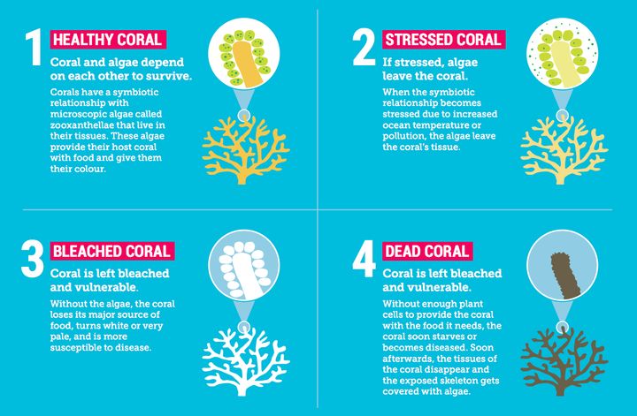 Climate Council Decries Massive Adani Mine As The Great Barrier Reef ...
