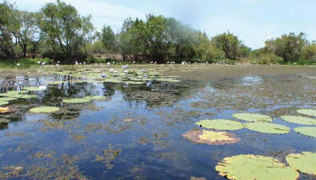 Saltwater Creek in the wet season, the most northern point in Australia that black swans nest. The creek runs into the Caley Valley wetlands.