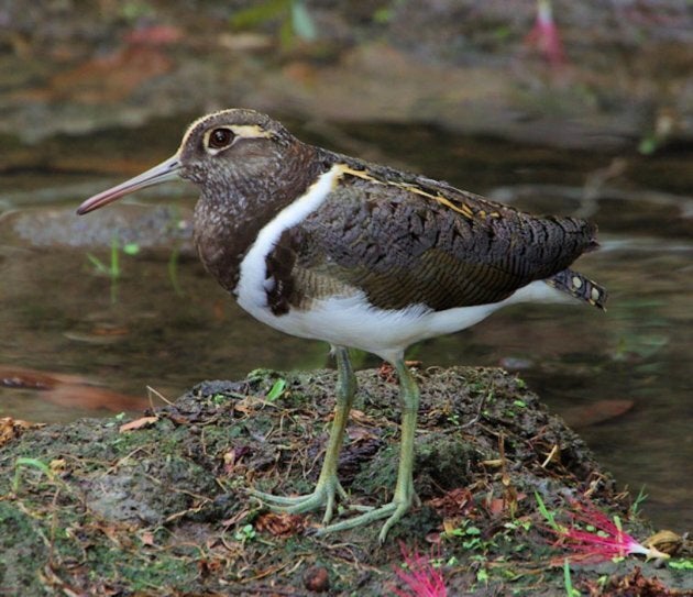 The endangered Australian painted snipe. Many of these guys hang out in the Caley Valley wetlands during the wet seasons. Their population is declining due to lose of wetland habitat.