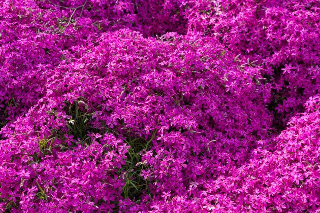 Here's what the 'Pink Moss' plant looks like.