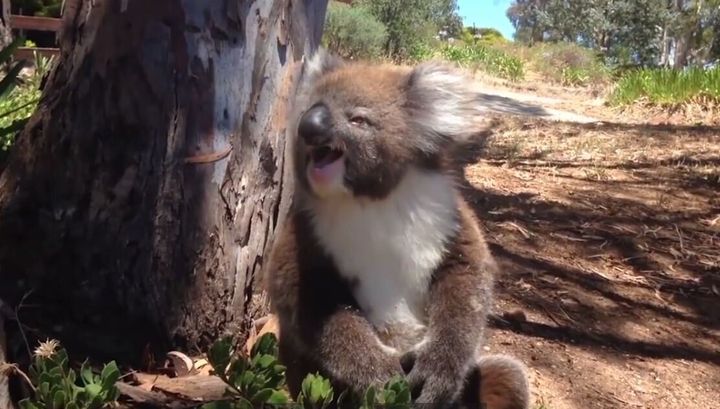 This koala in a still from the video appears to be crying. And when you watch the video, it sounds a lot like it too.