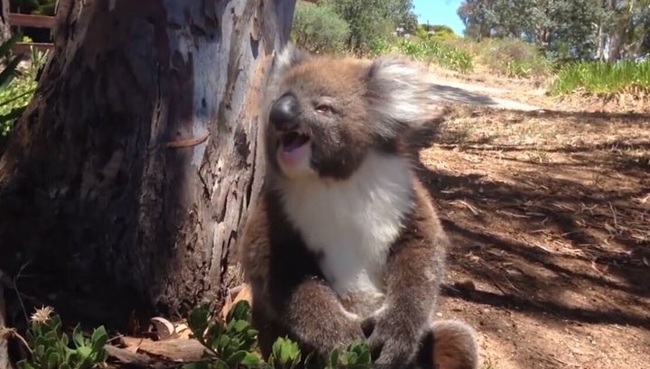 This koala in a still from the video appears to be crying. And when you watch the video, it sounds a lot like it too.