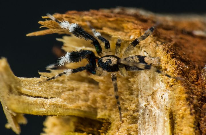 This furry friend is a new species of "swift spider", Gnaphosidae Ceryerda.
