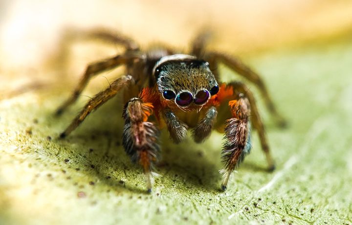 Here's a newly discovered jumping spider, Saliticidae Jotus.