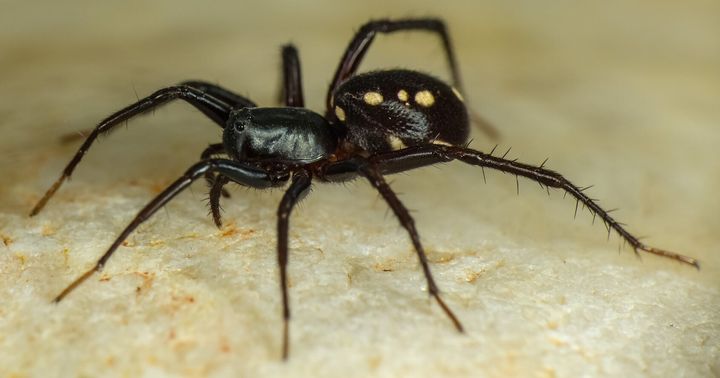 And a new species of ant eating spider, Zodariidae Habronestes.