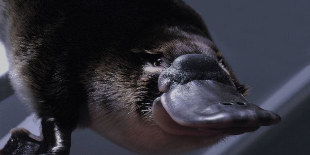 The platypus is a typically shy animal, protected under a NSW National Parks and Wildlife Act.