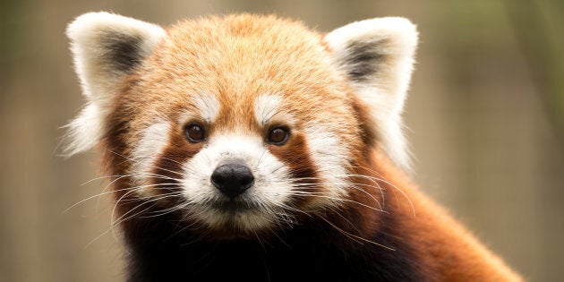 The Red Panda wearing his fight eyes.