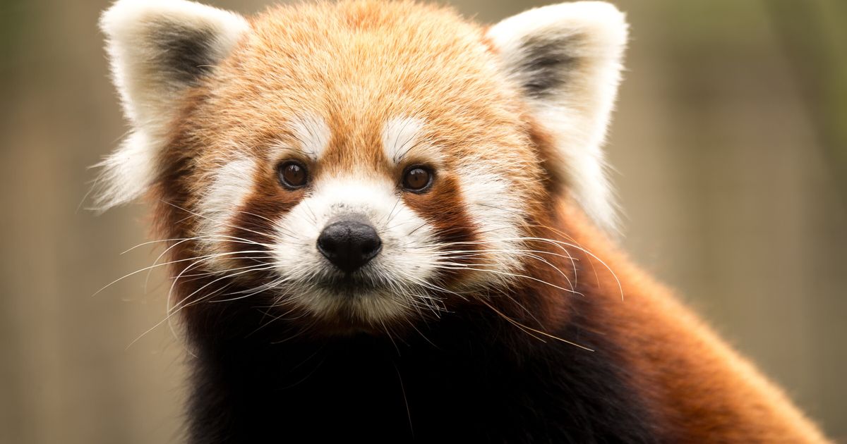 Watch The Moment A Red Panda Fights A Rock | HuffPost Life