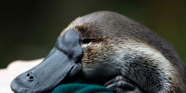 A number of platypuses have been brutally killed in NSW in recent weeks.