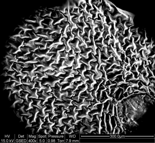 A close-up of the western swordfern left, showing self-repeating fractal pattern of its veins.