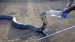 Watch: Thirsty Cobra Accepts Water From