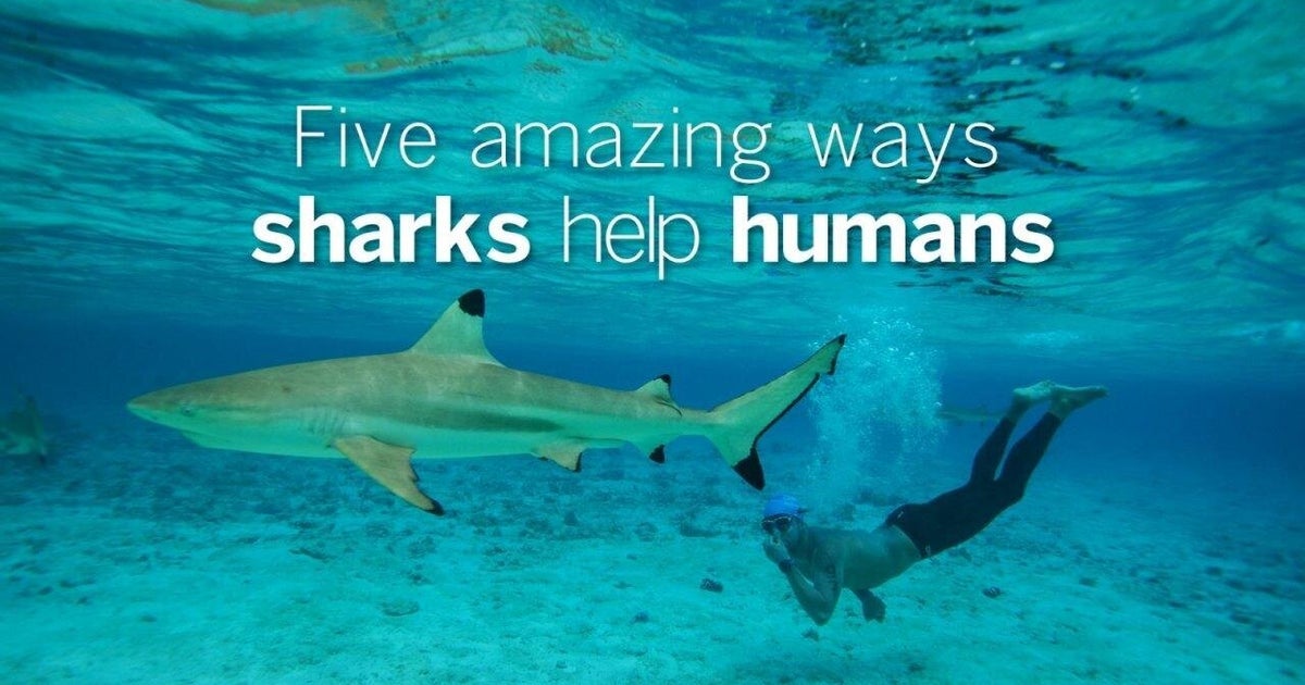 5 Amazing Ways Sharks Help Humans | HuffPost Sustainability