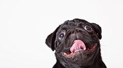 Watch: The Top 5 Reasons You Need A Pet In Your
