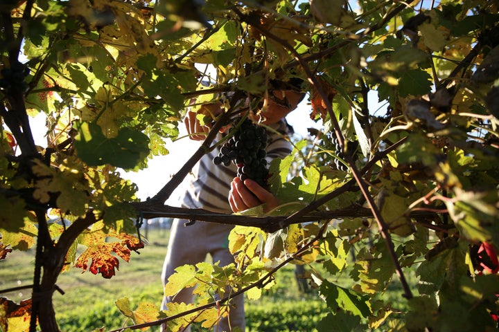 Backpacking fruitpickers can dispute pay claims with the Fair Work Ombudsman.