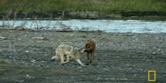 Wolf vs Baby Bison