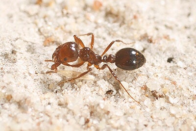 This nasty little creature is a Brazilian electric ant, also known as a fire ant. Squoosh at will.