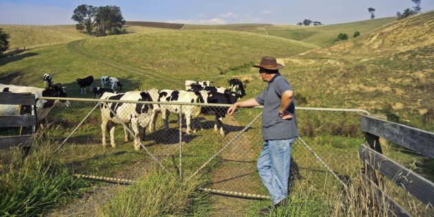 Dairy farmer checking his Holstein cattle at Neerim South, Gippsland, Victoria, Australia