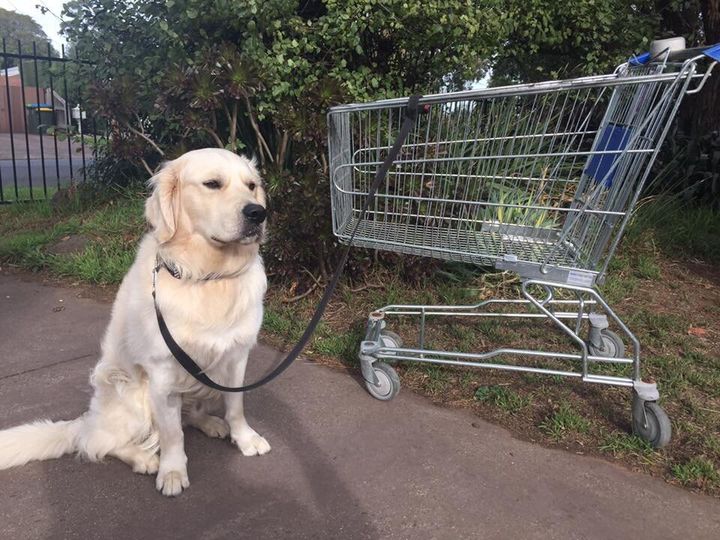 "Good news, I've trained Trevor the Shopping Trolley to take our dog for a walk. It's working out pretty well but when they go downhill Storm has problems keeping up," Mitchell wrote.