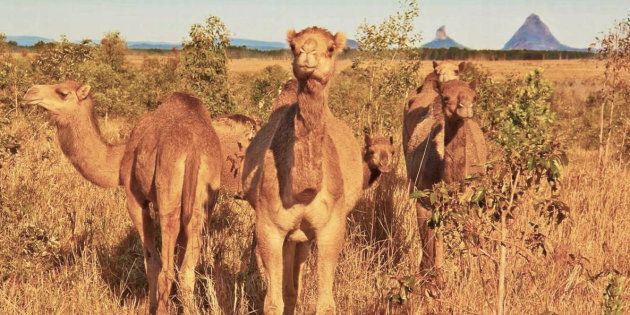 It might look like pyramids in the background, but these Aussie camels are part of QCamel's 60-head herd on the Sunshine Coast.