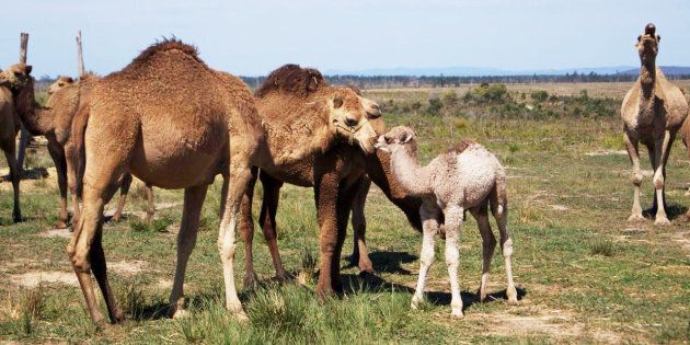 The young camels stay with their mother until they are weaned at around 2 years of age.