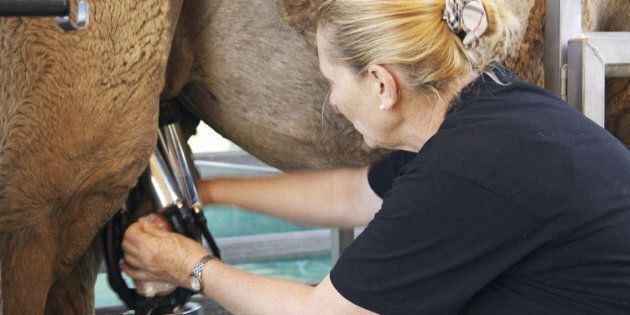 Lauren Brisbane said every cow is given an udder health check before milking commences.