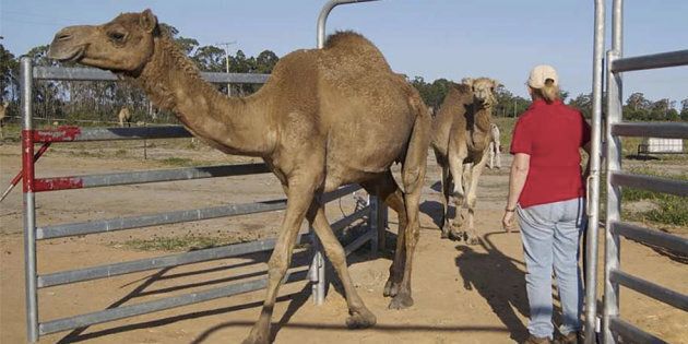 The camels come into the dairy at milking time of their own free will.