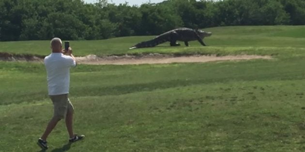 Giant gator on a Florida golf course.