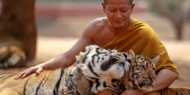 All tigers have now been removed from the controversial 'temple' in Thailand.