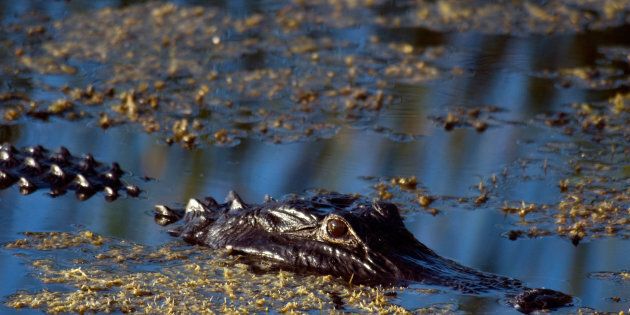 A boy has been taken by an alligator near Florida Disney.