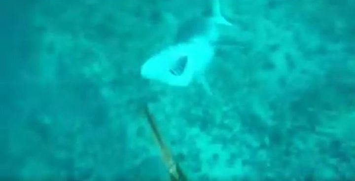 This reef shark is not happy about being 'poked'.